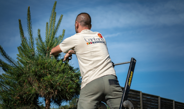 homme en train de tailler des arbustes Lantana Paysage