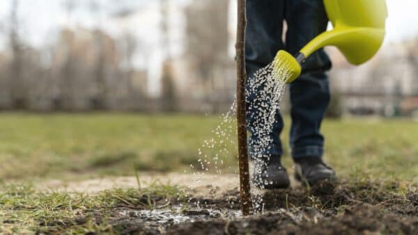 jeune plante en train d'&ecirc;tre arros&eacute;e