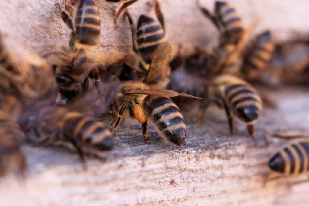 Closeup shot of many bees on a wooden surface Pleins d'abeilles rentrant dans leur ruche