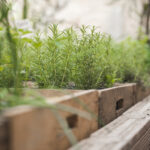 gros plan de plantes aromatiques dans des jardinières en bois