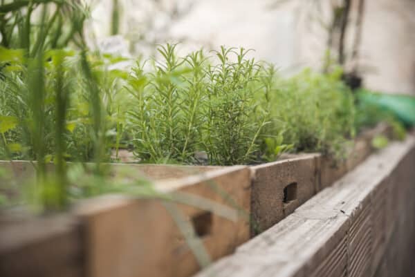 gros plan de plantes aromatiques dans des jardini&egrave;res en bois