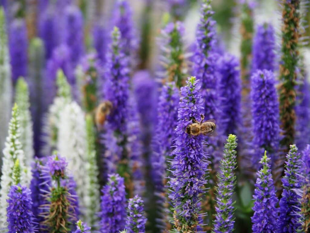 fleurs Lis des steppes sur ciel bleu
