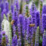fleurs Lis des steppes sur ciel bleu