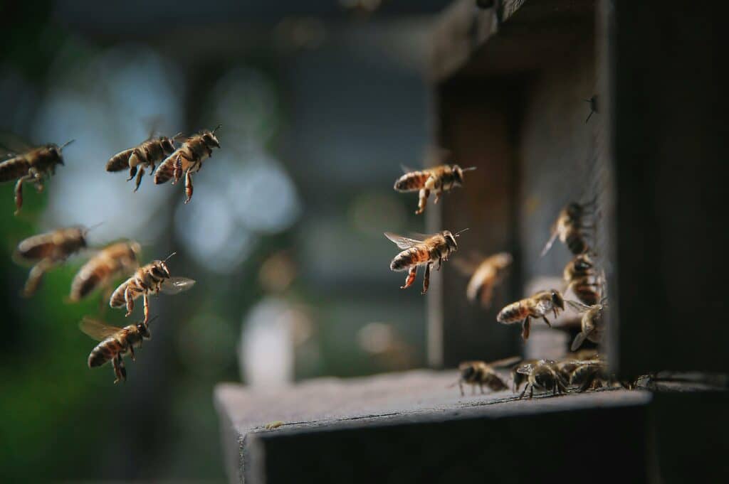 Abeilles sortants et rentrants de leur ruche.