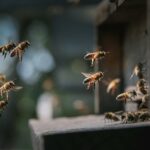 Abeilles sortants et rentrants de leur ruche.
