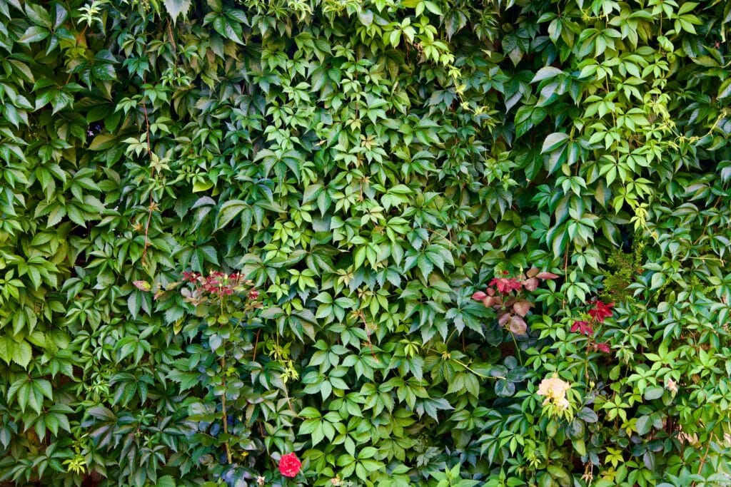 photo jardin vertical am&eacute;nagement paysager