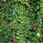 photo jardin vertical aménagement paysager