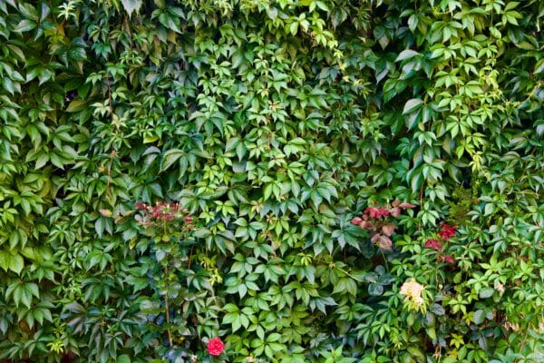 photo jardin vertical aménagement paysager