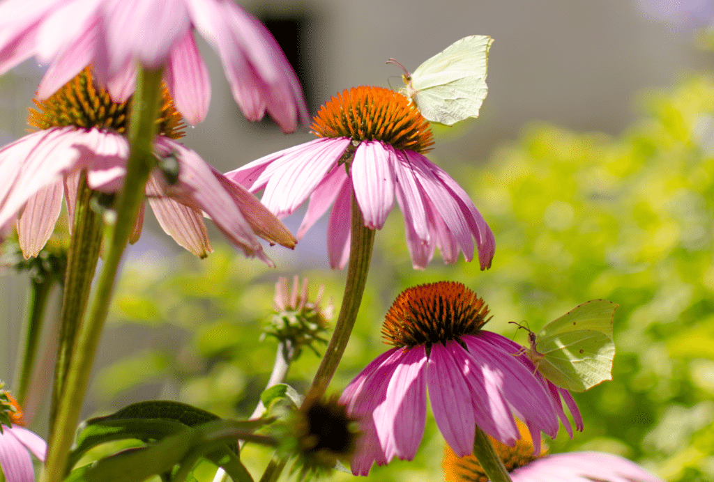 pollinisateurs papillons sur des fleurs roses
