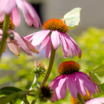 papillons sur des fleurs roses
