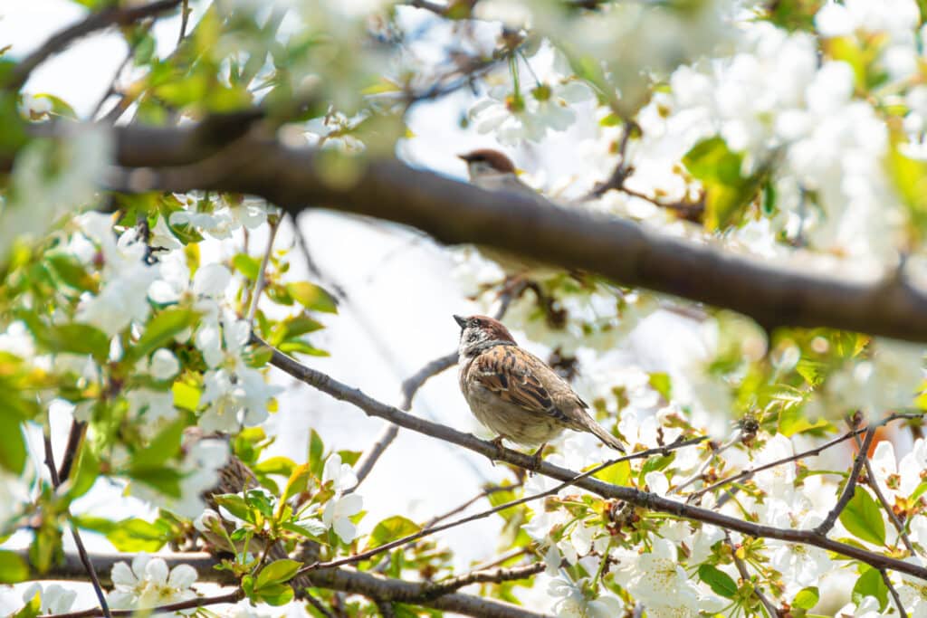 oiseau dans l'arbre moineau dans un arbre