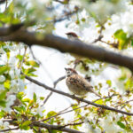 moineau dans un arbre