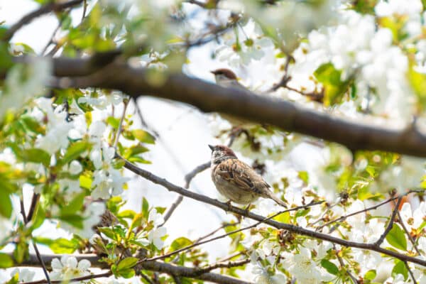 moineau dans un arbre