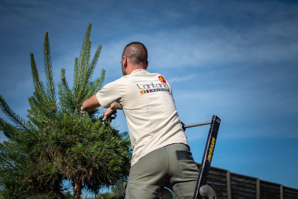 homme taille arbuste entretien Lantana Paysage
