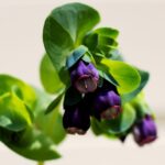 gros plan de fleur violette en forme de clochette , le cerinthe major
