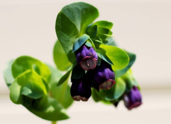 gros plan de fleur violette en forme de clochette , le cerinthe major