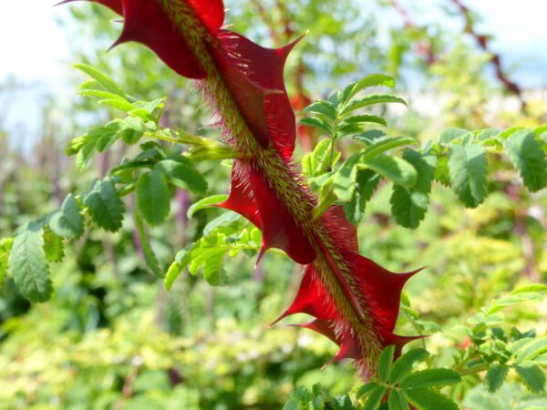 Rosa sericea épines rouges d'une rose
