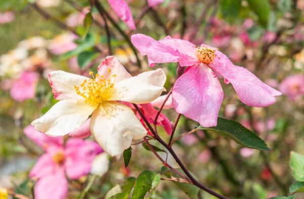 Rosa_Mutabilis_in_Lyon_BG_(5) Deux Rosa Mutabilis, une rose et une qui tend plus vers le jaune