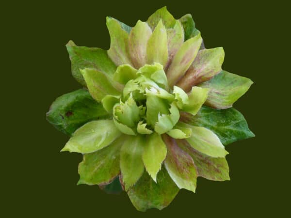 Viridifolia_Green_Rose