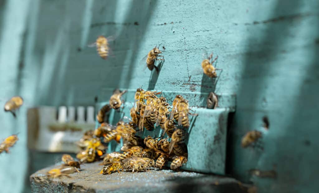 abeilles sortant d'une ruche