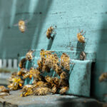 abeilles sortant d'une ruche