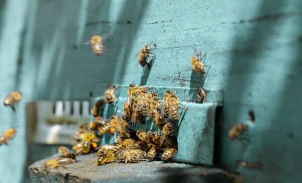 abeilles sortant d'une ruche