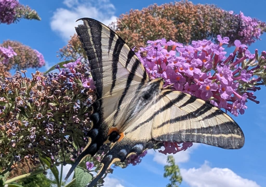 Papillon en train de butiner un buddleia, une fleur violette