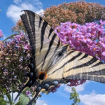 Papillon en train de butiner un buddleia, une fleur violette