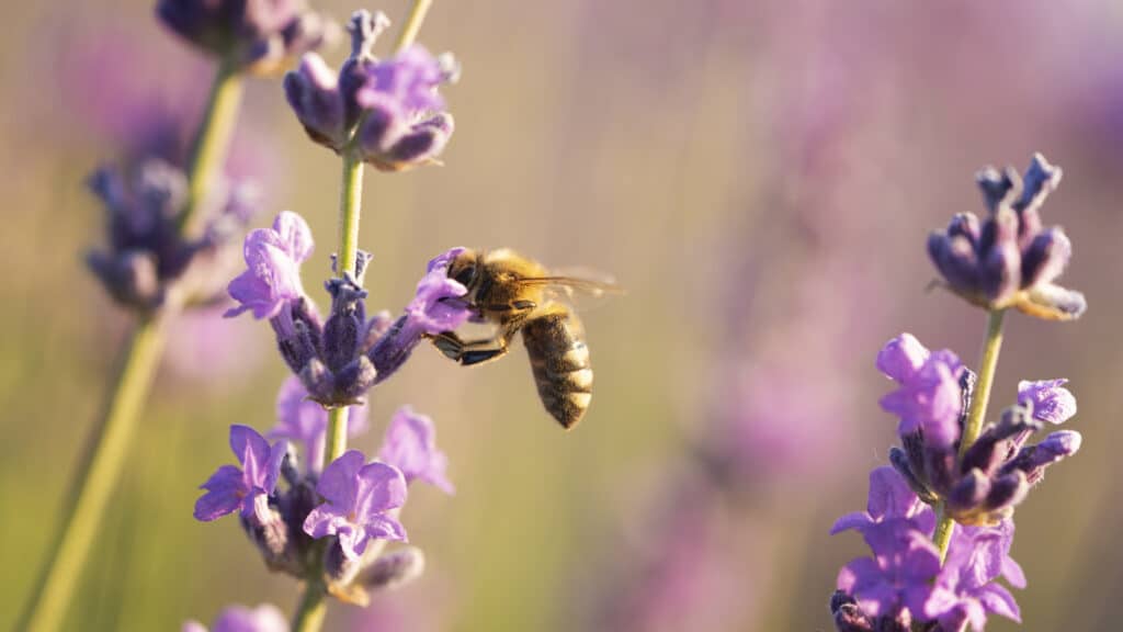 Abeille butinant une fleur de lavande