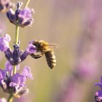 Abeille butinant une fleur de lavande