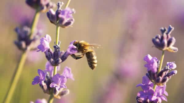 Abeille butinant une fleur de lavande