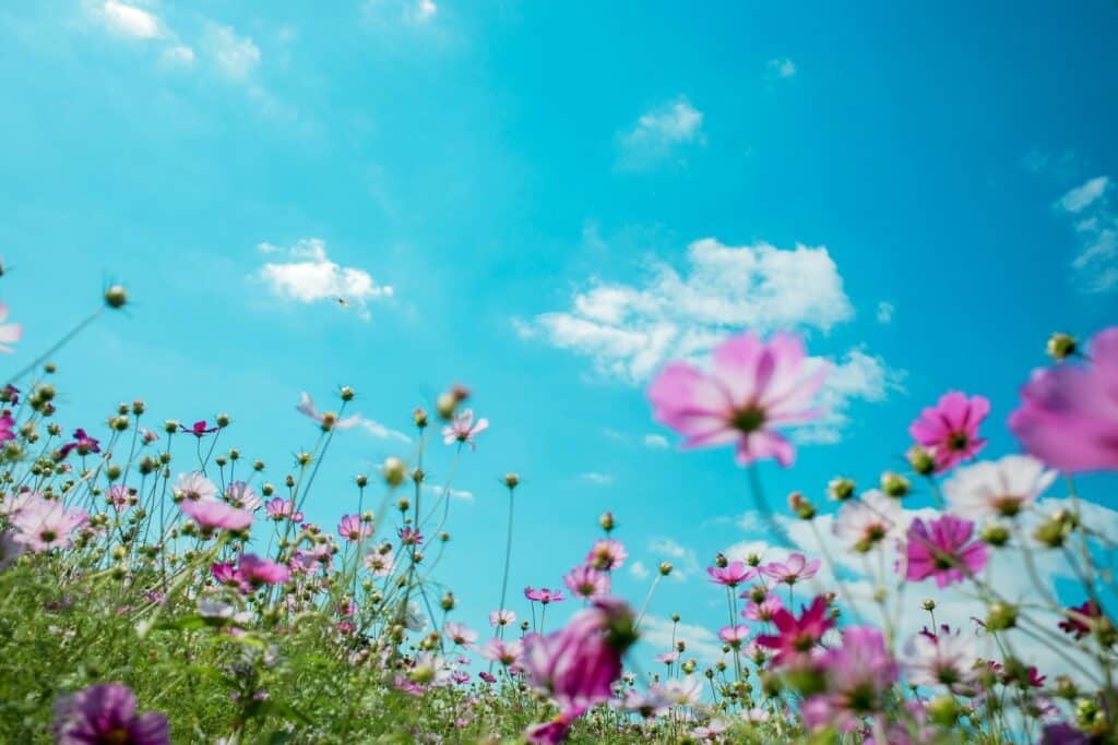photo de fleurs violettes prise du sol avec beaucoup de ciel en arrière plan