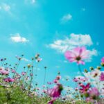 photo de fleurs violettes prise du sol avec beaucoup de ciel en arrière plan