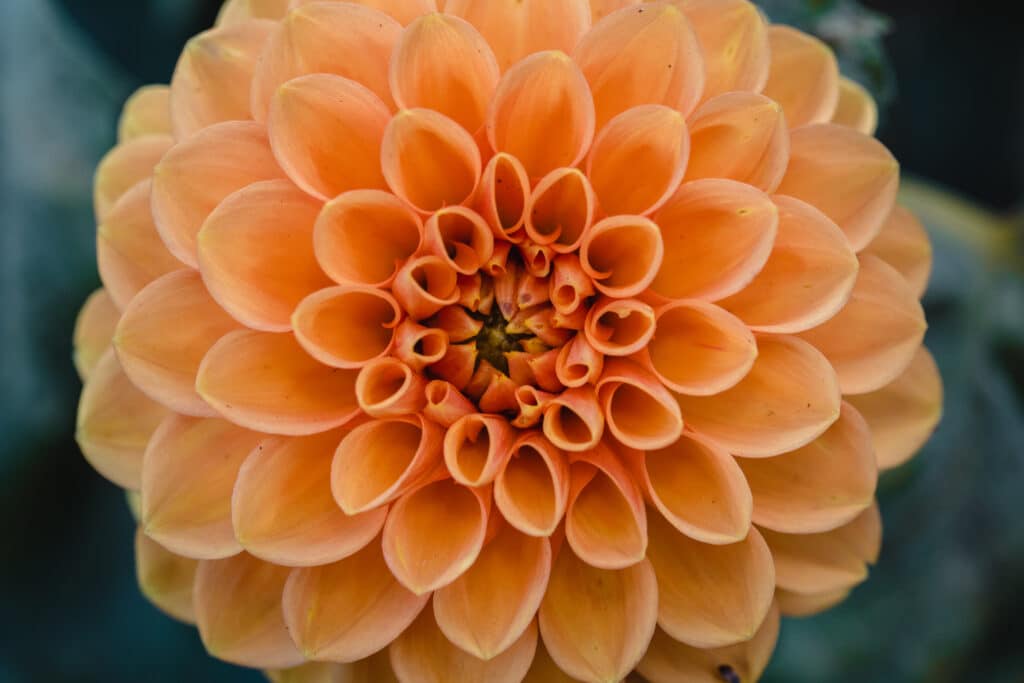 Fleur de Dahlia orange en gros plan