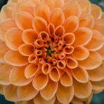 Fleur de Dahlia orange en gros plan