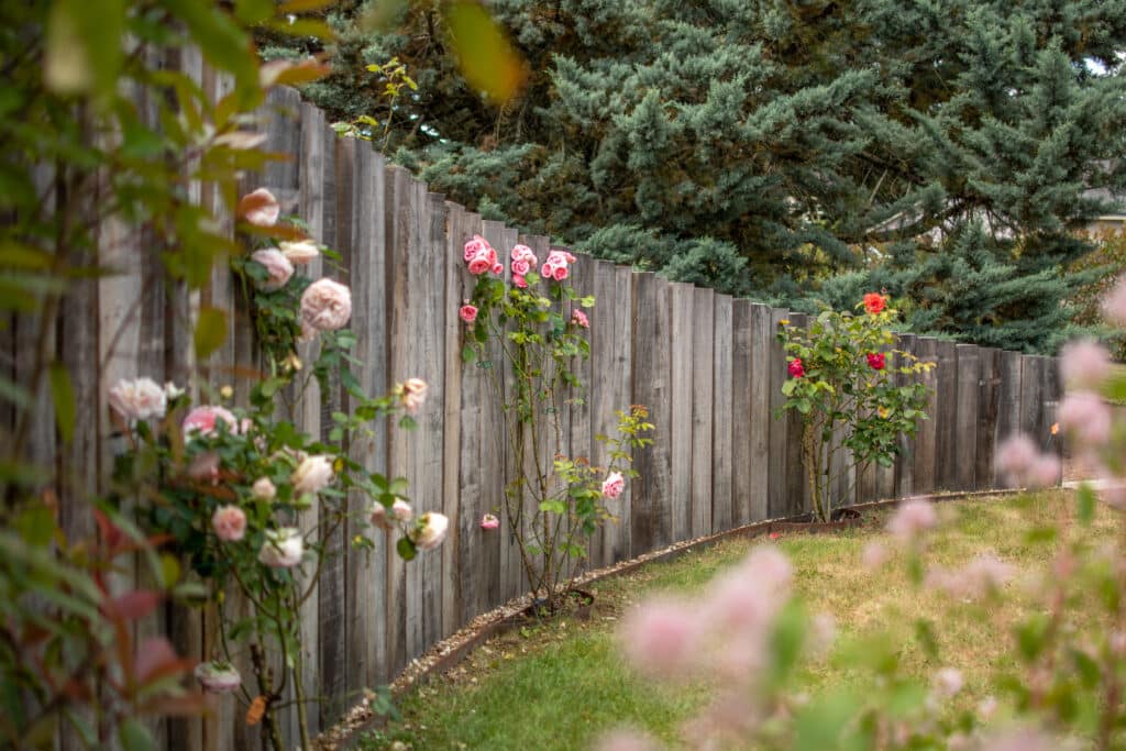 rangée de bois décoratif avec des rosiers devant