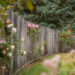 rangée de bois décoratif avec des rosiers devant