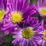 fleurs d'asters violette en gros plan