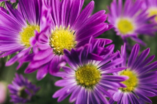 fleurs d'asters violette en gros plan