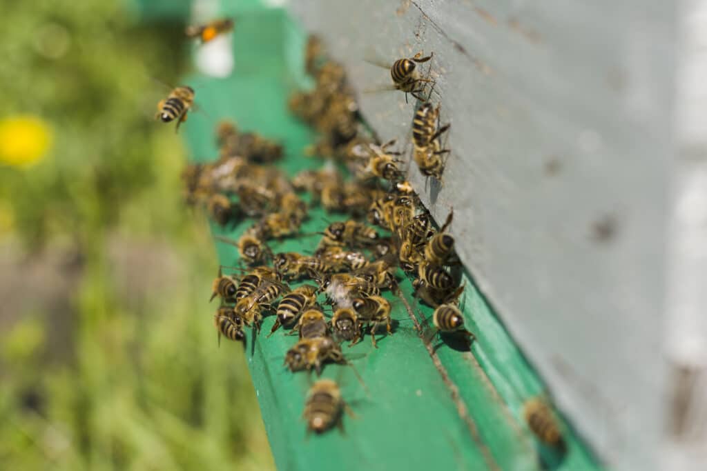 abeilles rentrant et sortant de la ruche