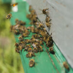 abeilles rentrant et sortant de la ruche