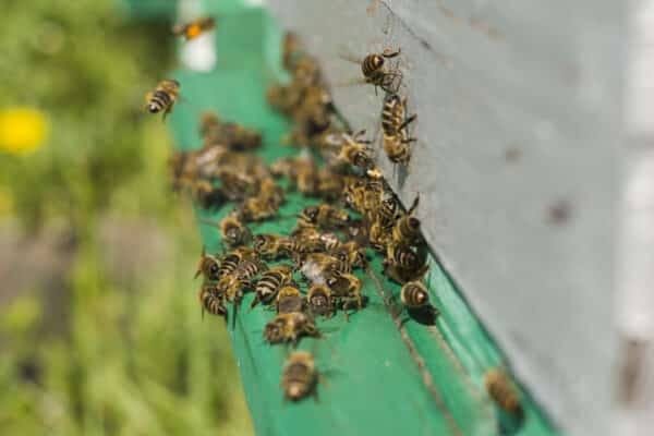 abeilles rentrant et sortant de la ruche