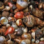 assortiment de bulbes de fleurs