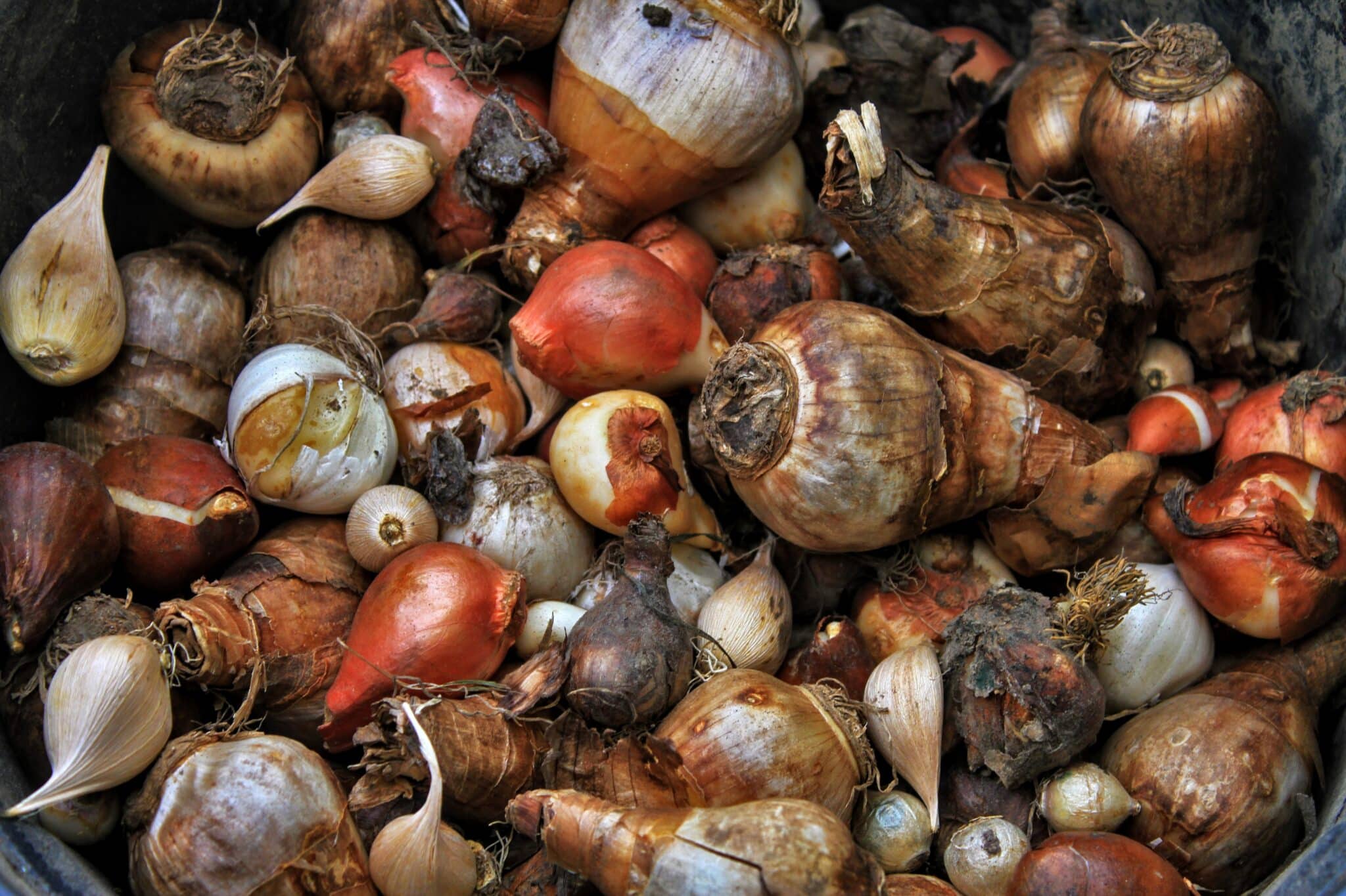 assortiment de bulbes de fleurs