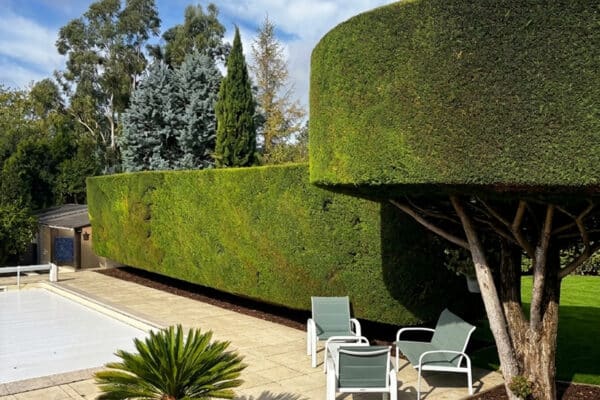 haies taillées parfaitement dans un jardin