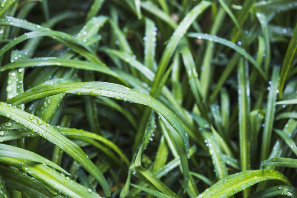 gros plan d'herbe avec de la rosée