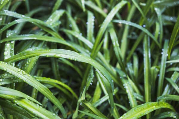 gros plan d'herbe avec de la ros&eacute;e