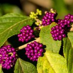 Arbuste avec des baies violettes