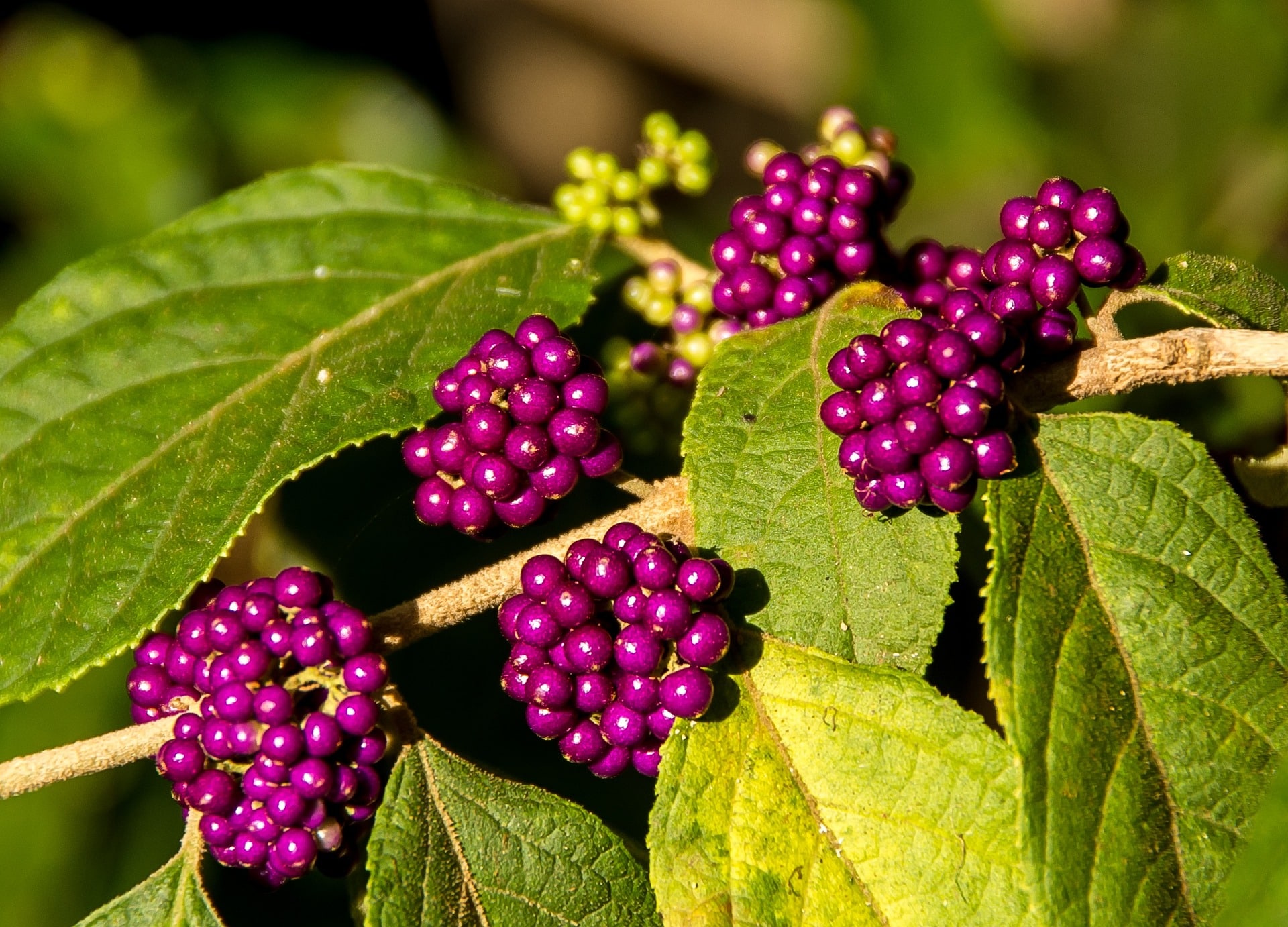 Callicarpa Arbuste avec des baies violettes