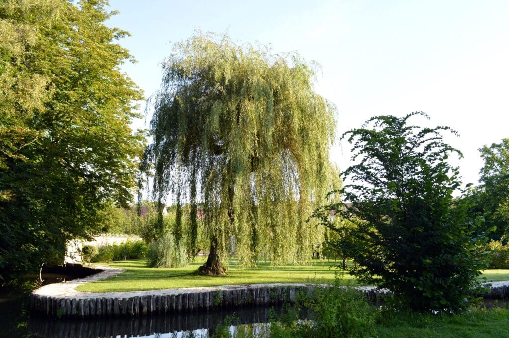 Saule pleureur Saule pleureur au milieu d'un jardin avec d'autres arbres et un cours d'eau
